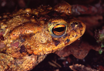 Erdkröre Bufo Bufo