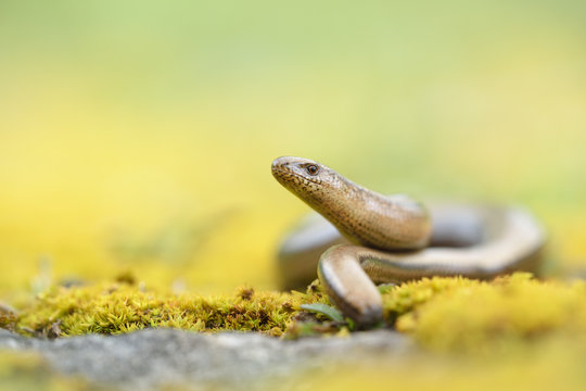 Blindschleiche Anguis fragilis