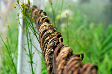 Rusty steel cable