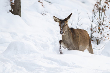 Red deer, cervus elaphus, hind in walking through deep snow in winter. Animal going in woodland with frost all around. Wild mammal in natural habitat.