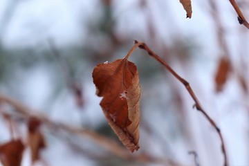 The dried leaf hangs on a tree branch.