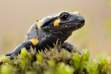 Feuersamamander Salamandra salamandra