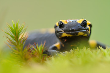 Feuersamamander Salamandra salamandra