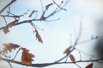  winter oak leaves on blurry sky background