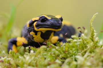 Feuersamamander Salamandra salamandra