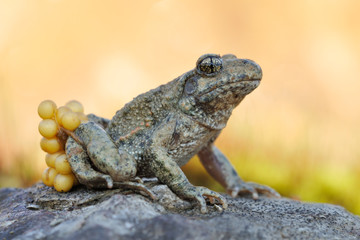 Geburtshelferkröte Alytes sp