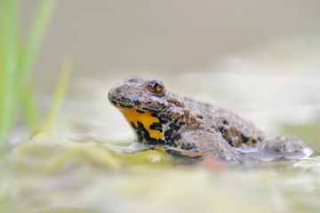 Gelbbauchunke Bombina variegata