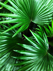 Beautiful green palma leaves background.