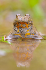 Gelbbauchunke Bombina variegata