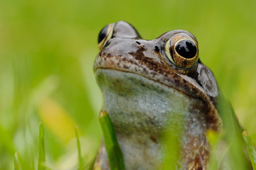 Grasfrosch Rana temporaria