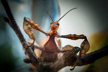  Spiny Leaf Insect (Tiaratum Extatosome)