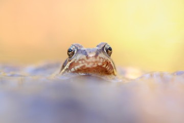 Grasfrosch Rana temporaria