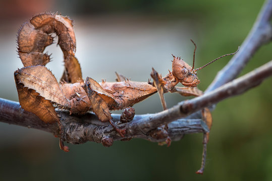  Spiny Leaf Insect (Tiaratum Extatosome)
