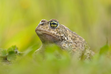 Kreuzkröte Bufo calamita