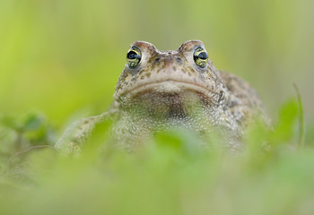 Kreuzkröte Bufo calamita