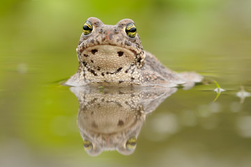 Kreuzkröte Bufo calamita