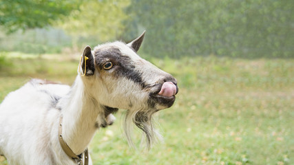 Portrait of funny goat showing tongue on pasture