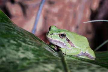  Hila arborea also called frog of San Antón