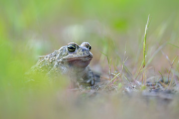 Kreuzkröte Bufo calamita