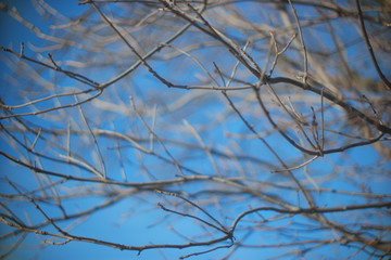  winter oak leaves on a blurry background 