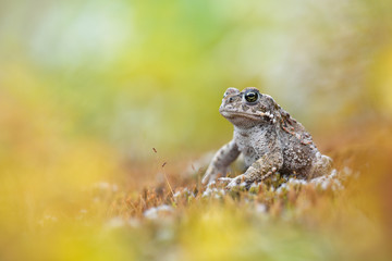 Kreuzkröte Bufo calamita