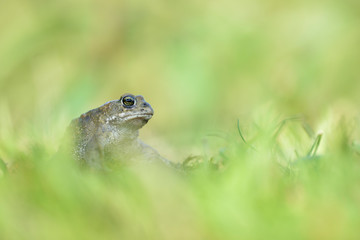 Kreuzkröte Bufo calamita