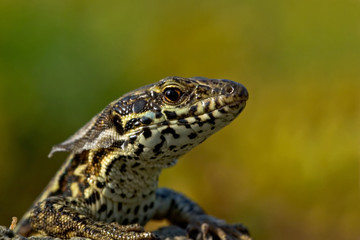 Mauereidechse Podarcis muralis sp