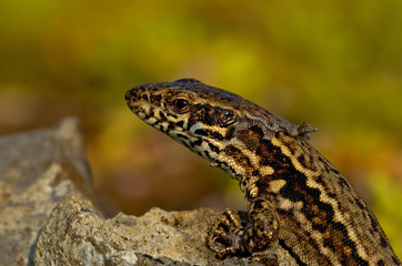 Mauereidechse Podarcis muralis sp