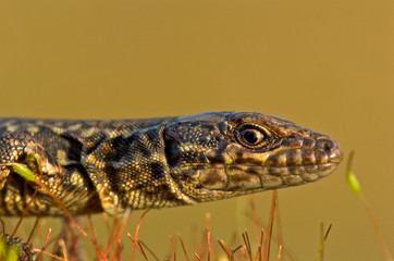Mauereidechse Podarcis muralis sp