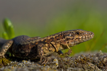 Mauereidechse Podarcis muralis sp