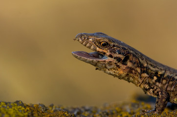 Mauereidechse Podarcis muralis sp