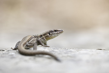 Mauereidechse Podarcis muralis sp