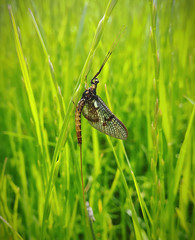 Green drake mayfly, Ephemera danica