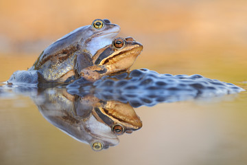 Moorfrosch Rana arvalis