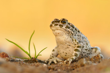 Wechselkröte Bufo viridis
