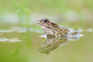 Wechselkröte Bufo viridis