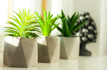 Set of potted house plant cactus succulent in gray pots on white on the windowsill. Cozy home modern decor in minimalistic scandinavian interior.