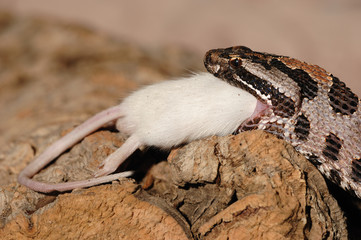 Zwergklapperschlange Sistrurus miliarius barbouri
