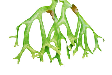 Platycerium, Staghorn Fern Isolated on White Background