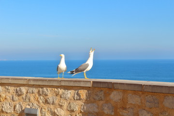 Pareja de gaviotas posadas sobre un muro de piedra con vistas al mar