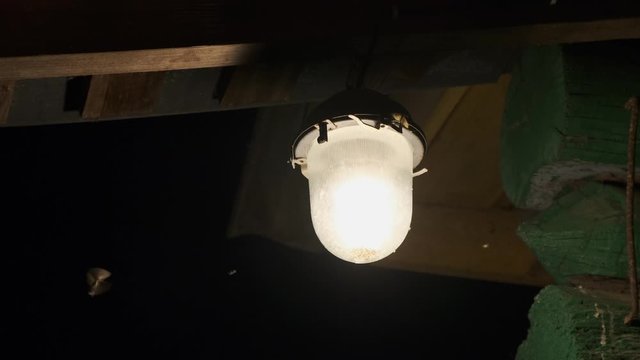 Many moths fly into the light at night. Close up.