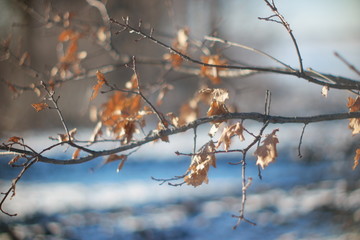 winter leaves