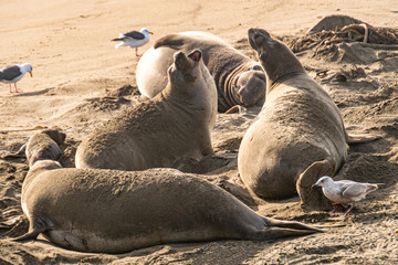 Fototapeta premium ( Mirounga angustirostris) Scene from the Northern Elephant Seal rookery at Piedras Blancas, Central Coast California