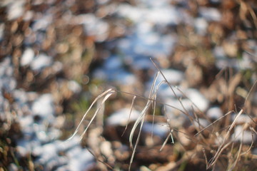 winter meadow
