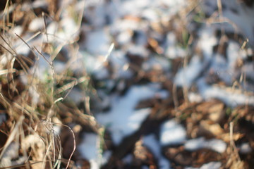 blade of grass on blurred snow background