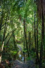 Ferns. Forest Westcoast South Island New Zealand. Ferns. Tropical forest. Near Franz Jozef Glacier