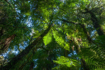 Fototapeta na wymiar Ferns. Forest Westcoast South Island New Zealand. Ferns. Tropical forest. Near Franz Jozef Glacier
