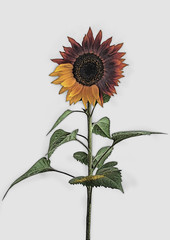 Fototapeta premium Illustration Sonnenblume