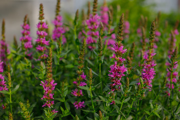 Violet inflorescences loosestrife ,Lythrum salicaria.Blooming purple loosestrife growing at a garden. Floral background. summer wildflowers.
