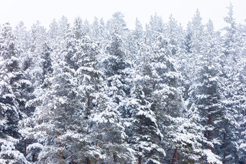 Coniferous forest in the mountains covered with snow and covered with clouds